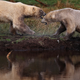 Illustration for article titled So Will Periods Attract Bears or What?